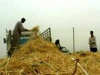 مصدر زراعي يكشف اسباب تأخر الحنطة للموسم الحالي