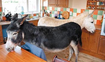 في كربلاء .حماران في موقع الجريمة يدلان الشرطة على مكان لصيَن