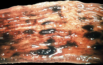 منظمة عالمية :العراق خال من مرض الطاعون البقري