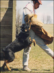 نيوزيلاندا تعويضات للص قطع کلب الشرطة اذنه