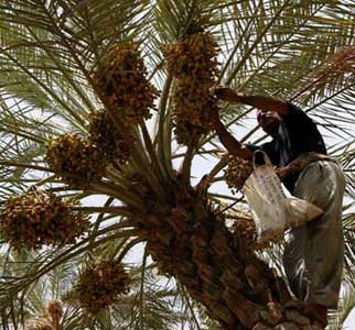 إكمال الاجراءات لتسلّم محصول التمور من أصحاب البساتين في كربلاء