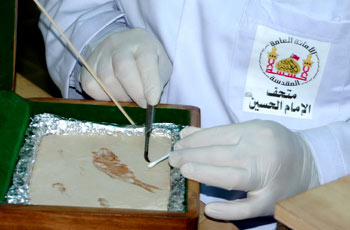 تقرير مصور: سمكة متحجرة تعود لعهد طوفان نوح  تصل من لبنان الى متحف الامام الحسين في كربلاء