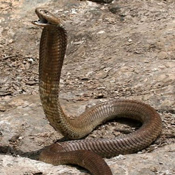 ارتفاع حالات الوفاة في البصرة بلدغات الافاعي بسبب تفاقم ظاهرة الجفاف