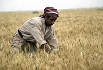 محافظة واسط تشكو من عدم وجود خطة حول  زراعة محصول  الشلب