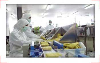 الإندومي قاتل لا يخلو منه بيت..تقرير