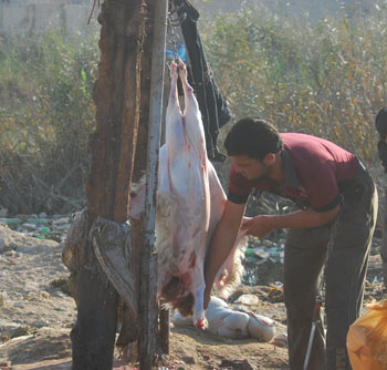 مجازر الذبح العشوائي في كربلاء بين غياب الرقيب وتهاون المواطنين وكيف يصبح الماعز خروفا  ( تقرير مصور)