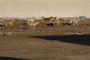 تفاقم مشكلة الكلاب السائبة في كربلاء ومصدر طبي ينتقد اجراءات الحكومة المحلية في معالجة تلك الظاهرة