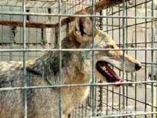 مزراع من البصرة يصطاد ذئبا ويعرضه للبيع بخمسة ملايين دينار