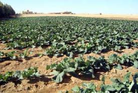 زراعة محصول القرنابيط في صحراء كربلاء