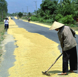 صحيفة: فيتنام تبيع العراق 90 ألف طن من الارز