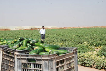 مدينة الحسين الزراعية تساهم بسد بعض احتياجات السوق المحلية في مدينة كربلاء من الخضروات
