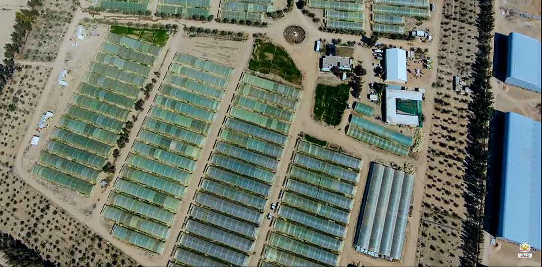 بالفيديو.. مدينة الامام الحسين (ع) الزراعية التي ساهمت بدعم المنتوج المحلي والحد من الاستيراد