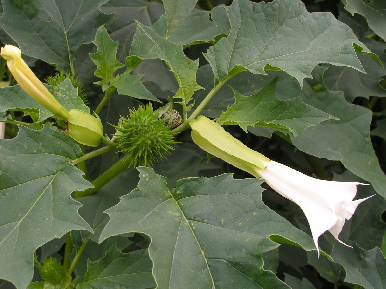 بالفيديو.. نبتة الداتورا المخدرة قرب مستشفى في بغداد