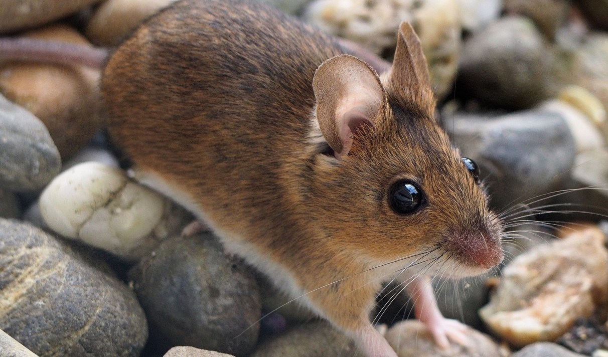 بعد كورونا .. "هانتا" فيروس قاتل يظهر في الصين