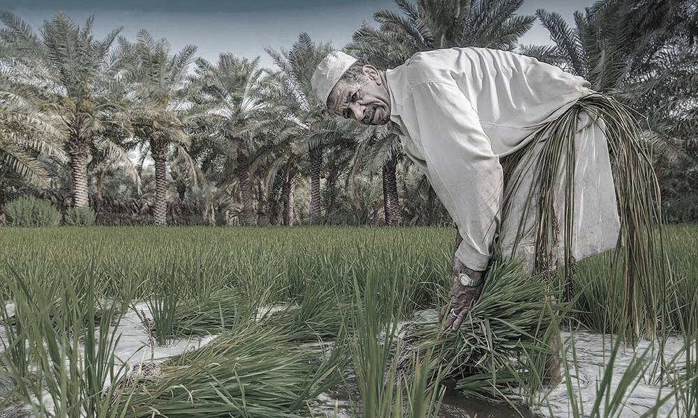 لجنة نيابية تطالب بالزام الشركات الأجنبية المستثمرة في المجال الزراعي بتشغيل العراقيين حصراً