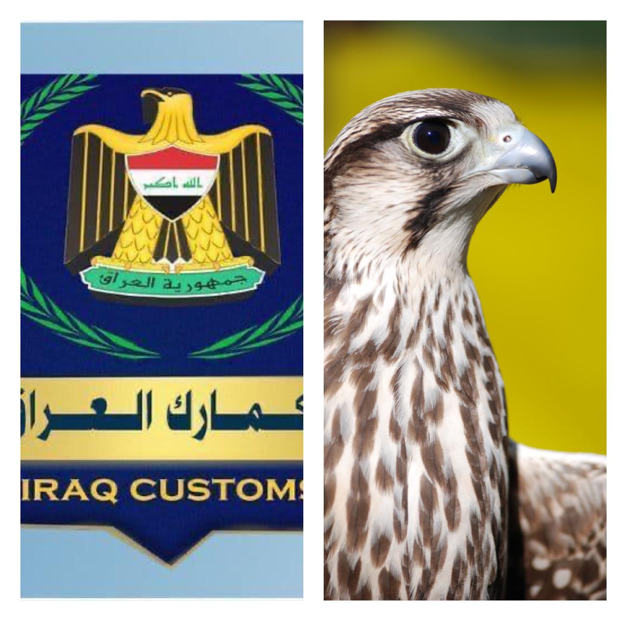 صقور وابراج اتصالات.. الجمارك تضبط شحنات ممنوعة من الاستيراد