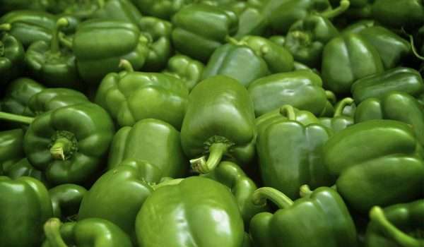 الزراعة توافق على تصدير 4500 طن من محاصيل الخضر والفواكه الى السعودية