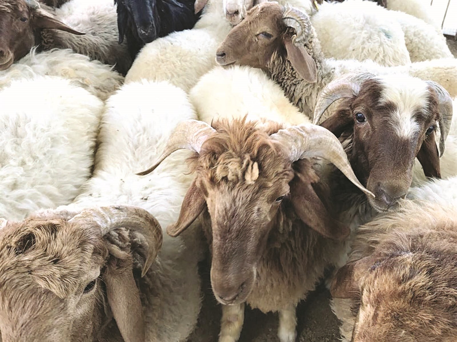 الاستخبارات تحبط عملية تهريب كمية كبيرة من الاغنام في كركوك