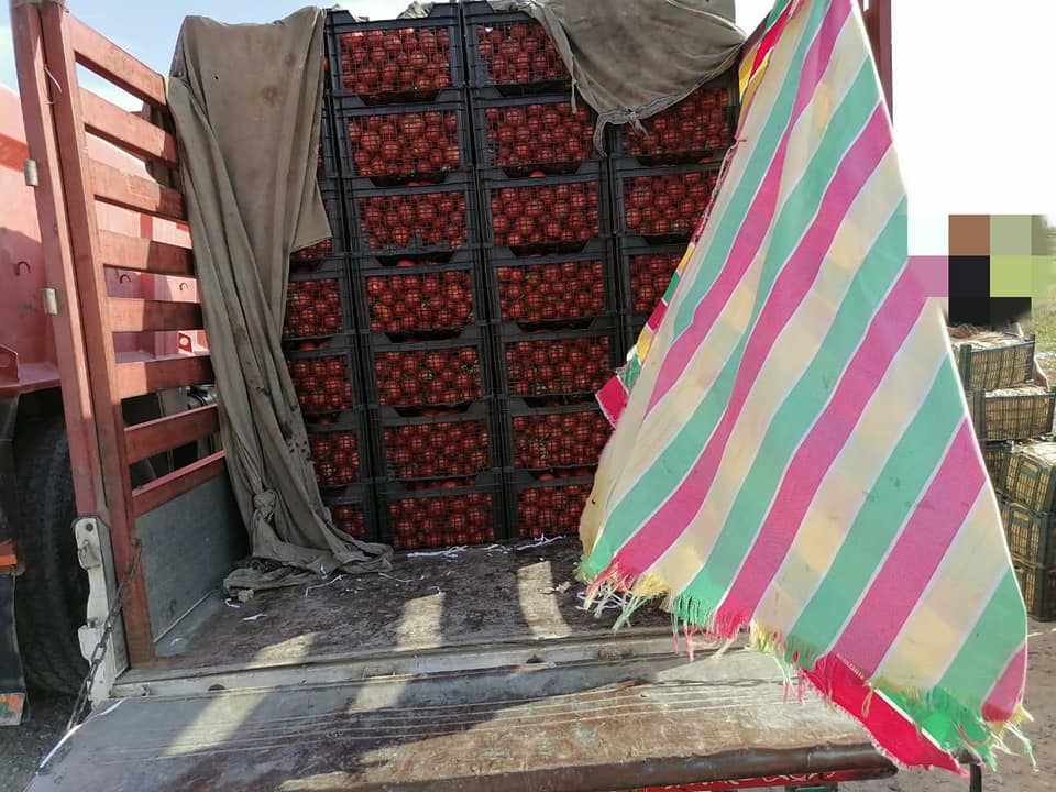 بالصور: ضبط واتلاف ٥ اطنان من المحاصيل الزراعية الممنوعة من الاستيراد