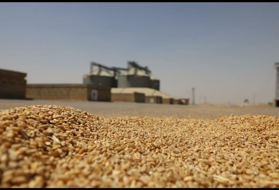 التجارة: اطلاق صرف كامل مستحقات الفلاحين المسوقين لمحصولي الحنطة والشلب لموسم 2020