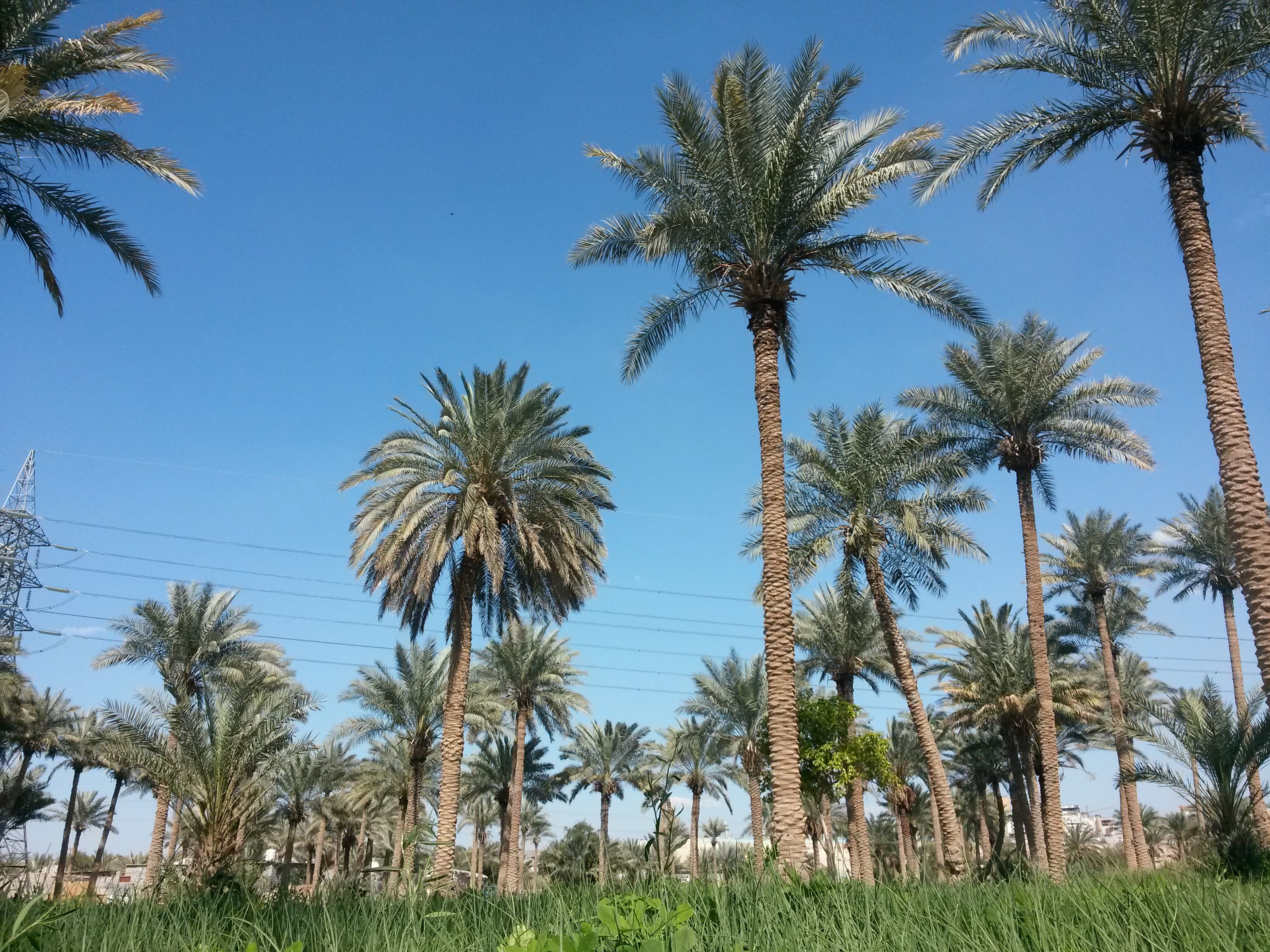 وزير الزراعة العراقي يؤكد تحقيق الاكتفاء الذاتي للحنطة ويحصي عدد النخيل