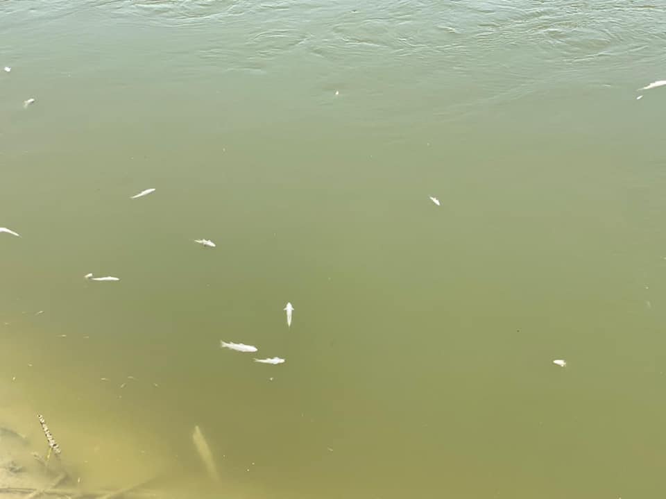 الموارد المائية تفصح عن أسباب نفوق الاسماك في المصب العام (صور)