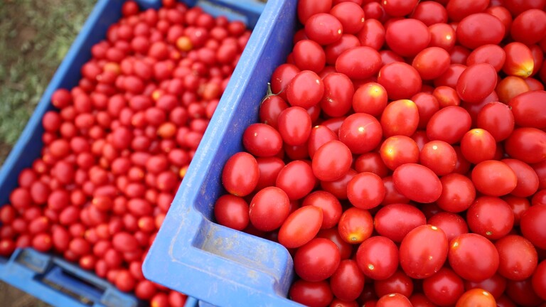 الكشف عن فيروسات في الطماطم تركية