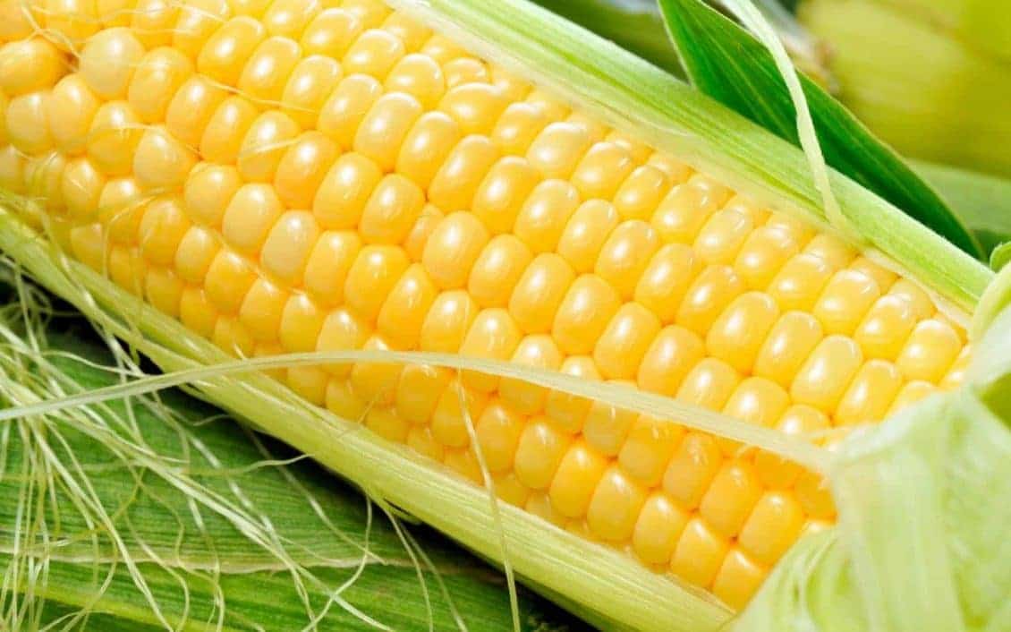 الزراعة: رفع الدعم عن محصول الذرة الصفراء قد يؤدي الى العزوف عن زراعته