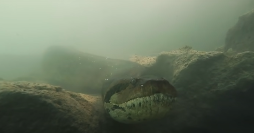 طولها 7 أمتار.. غوّاص يواجه أفعى أناكوندا وهكذا كان مصيره ! (فيديو)