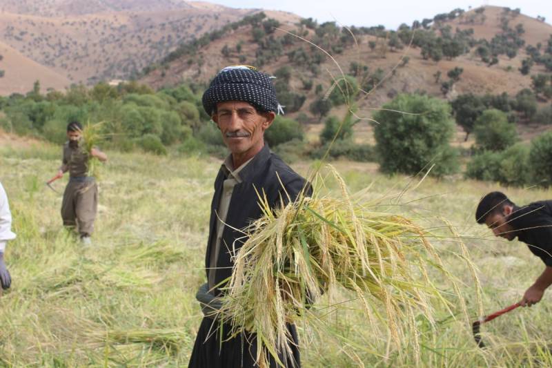 بغداد ترسل أكثر من خمسة مليارات دينار مستحقات مالية لمزارعي إقليم كوردستان
