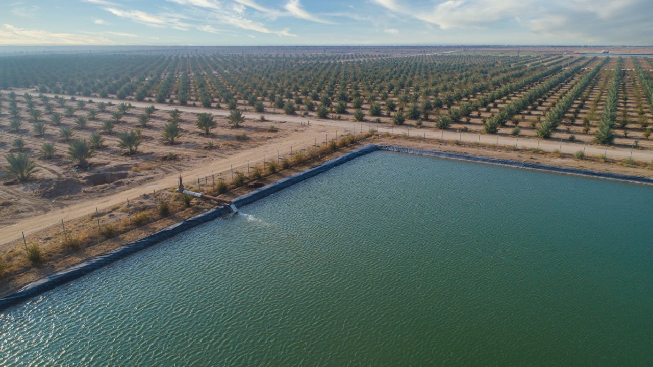 إنَّها عمَّتُنَا النخلة