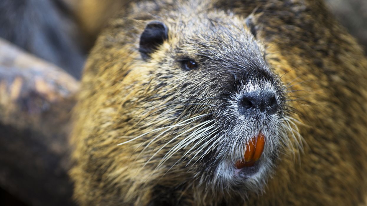 القندس العراقي !!