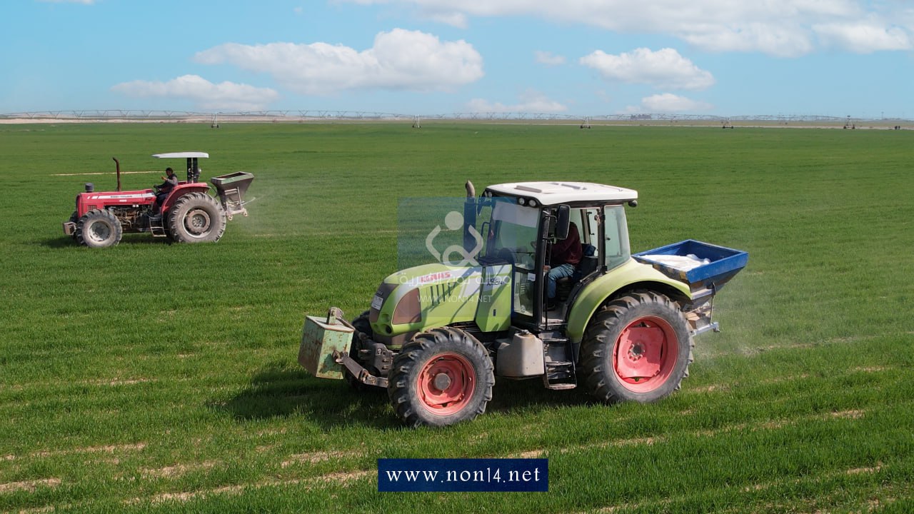 مشروع  قيمته (12) مليار دينار بتمويل ذاتي.. (4) الاف دونم من الحنطة حولت الصحراء الى واحات خضراء في كربلاء (فيديو)