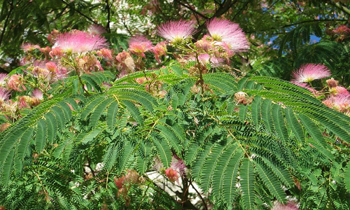 تتضمن 5 ملايين شتلة.. امانة بغداد تعلن عن خطة لاستحداث أكثر من 100 حديقة جديدة