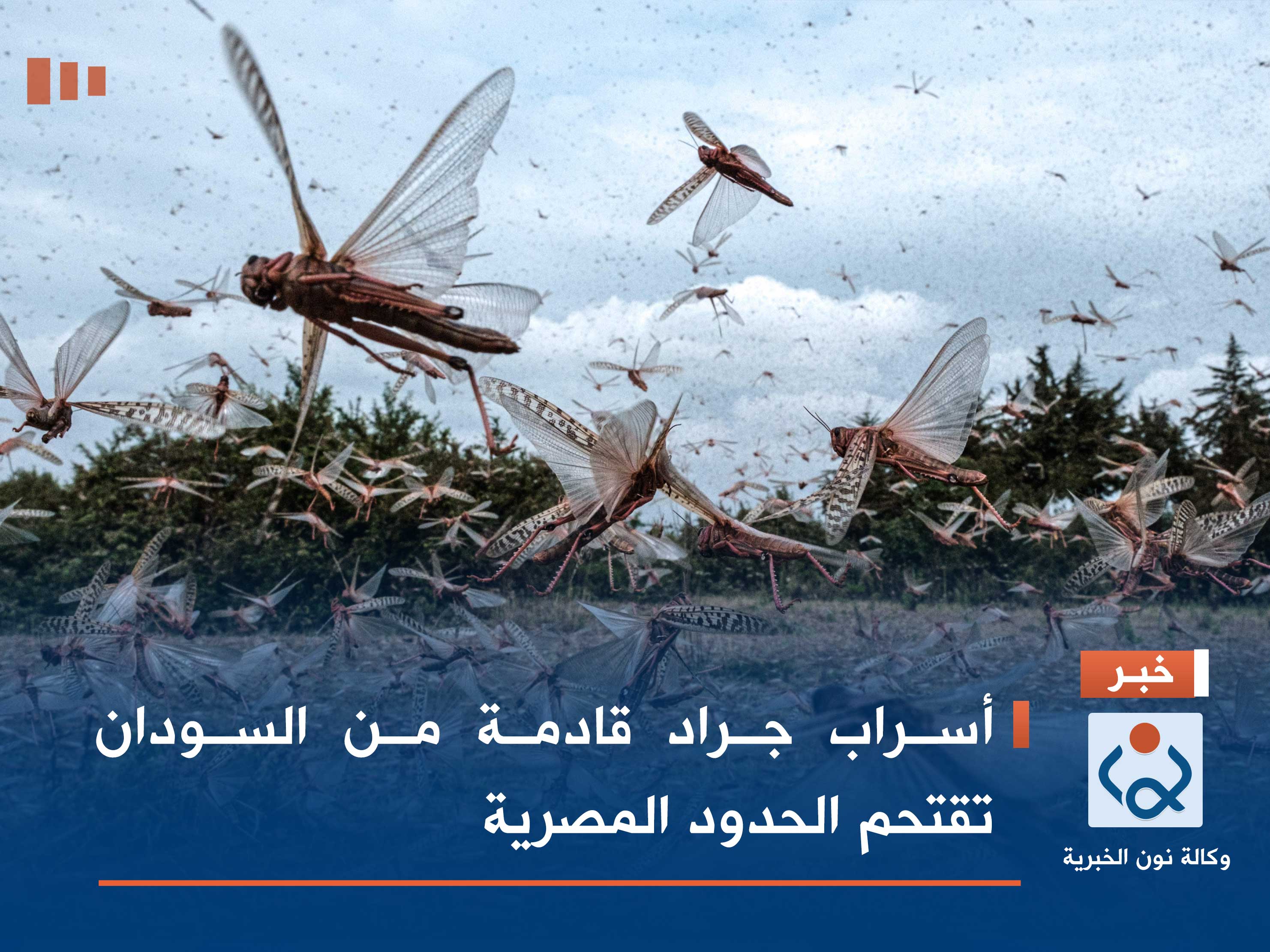 أسراب جراد قادمة من السودان تقتحم الحدود المصرية