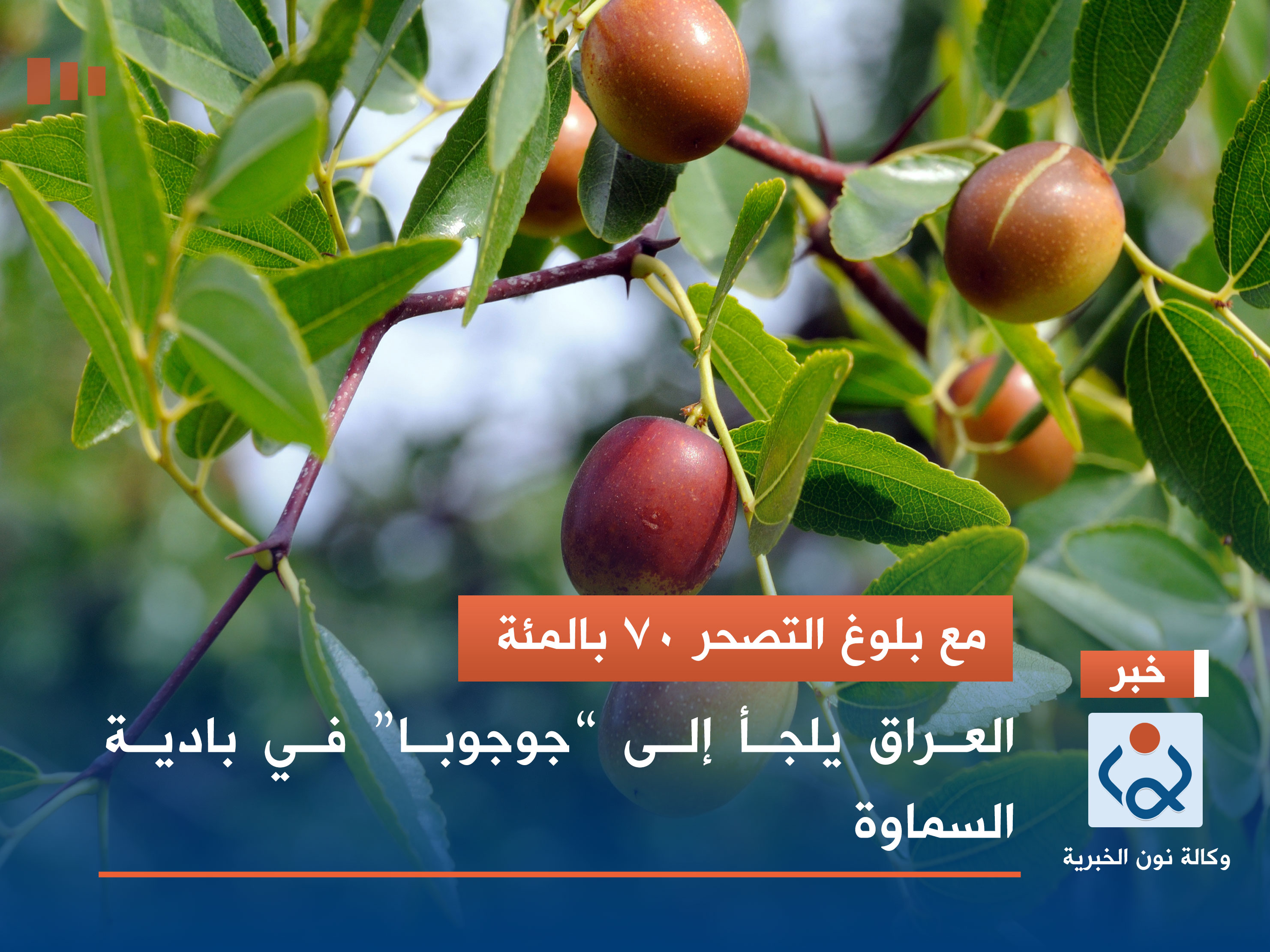 مع بلوغ التصحر 70 بالمئة.. العراق يلجأ إلى “جوجوبا” في بادية السماوة