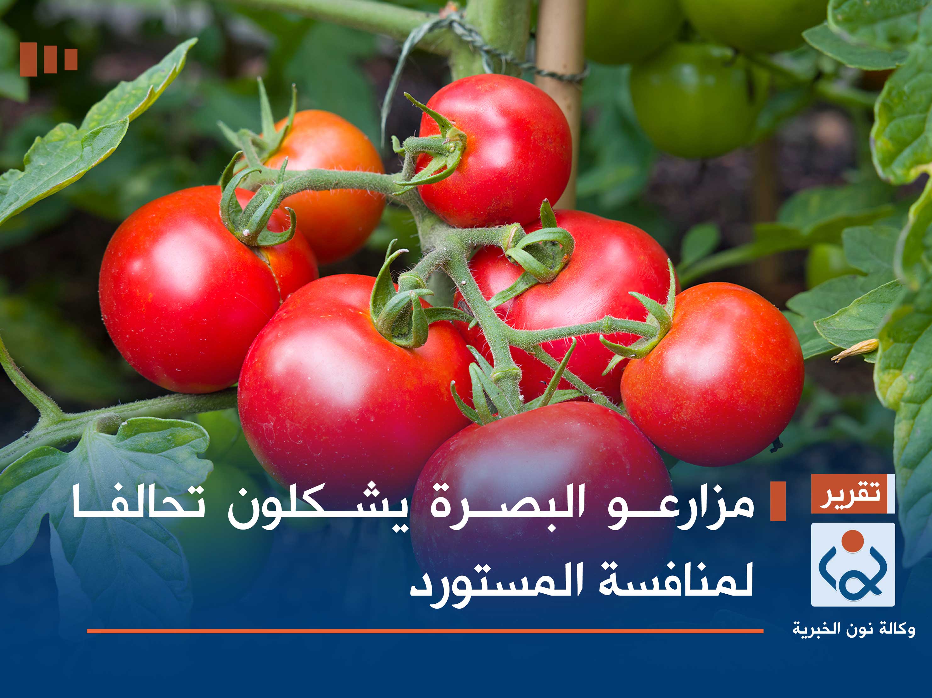 مزارعو البصرة يشكلون تحالفا لمنافسة المستورد