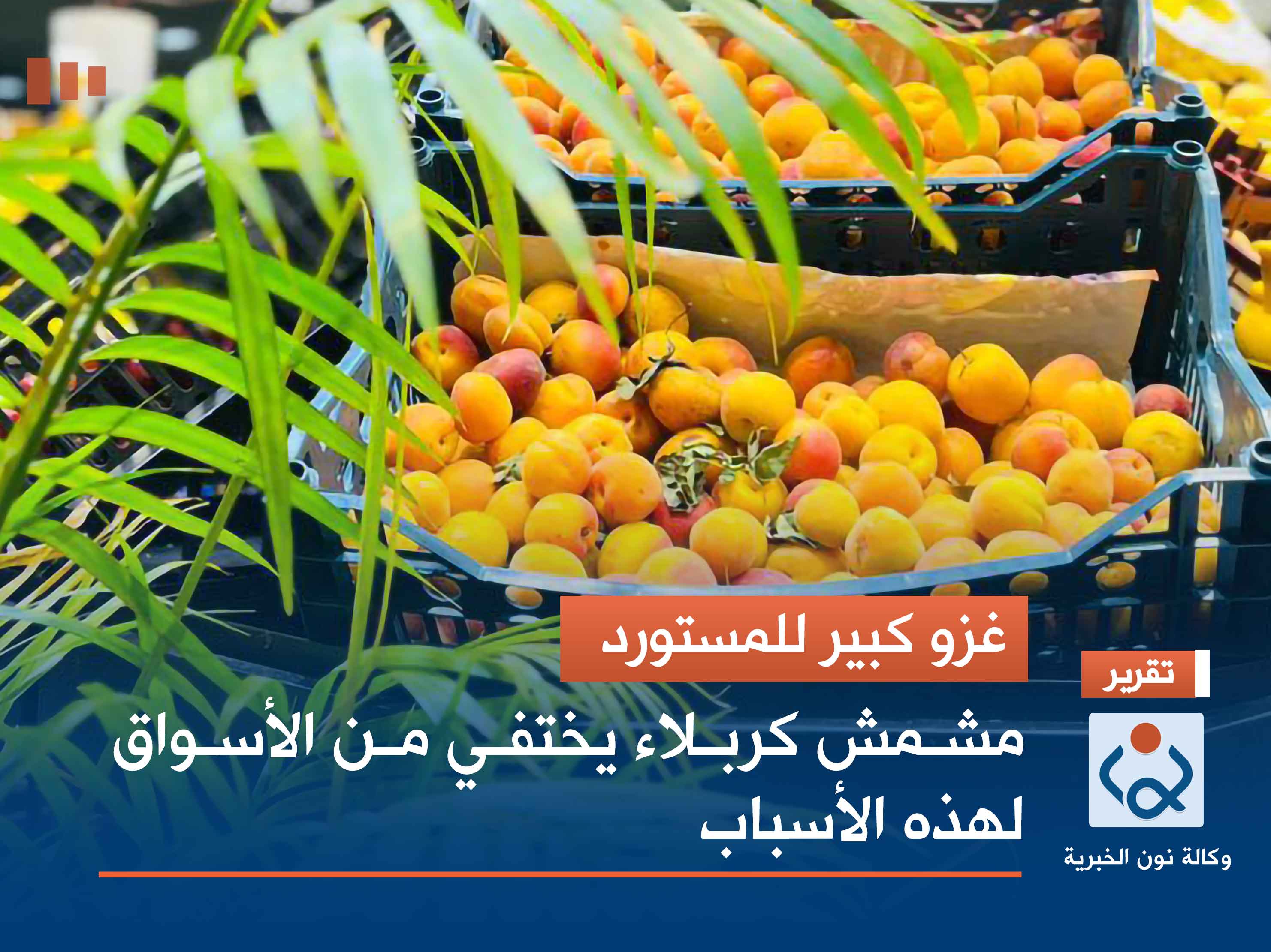 غزو كبير للمستورد.. مشمش كربلاء يختفي من الأسواق لهذه الأسباب