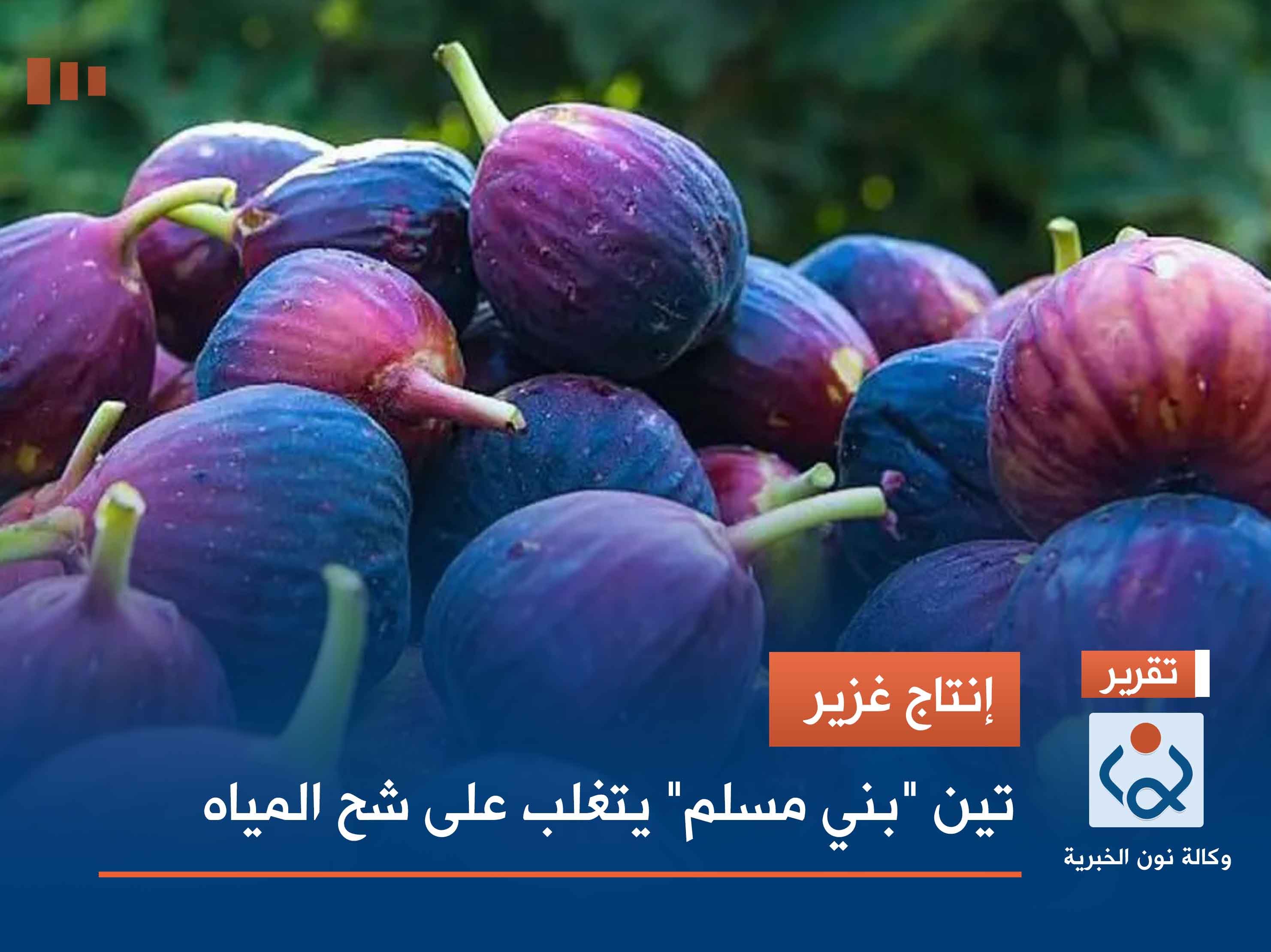 إنتاج غزير.. تين "بني مسلم" يتغلب على شح المياه