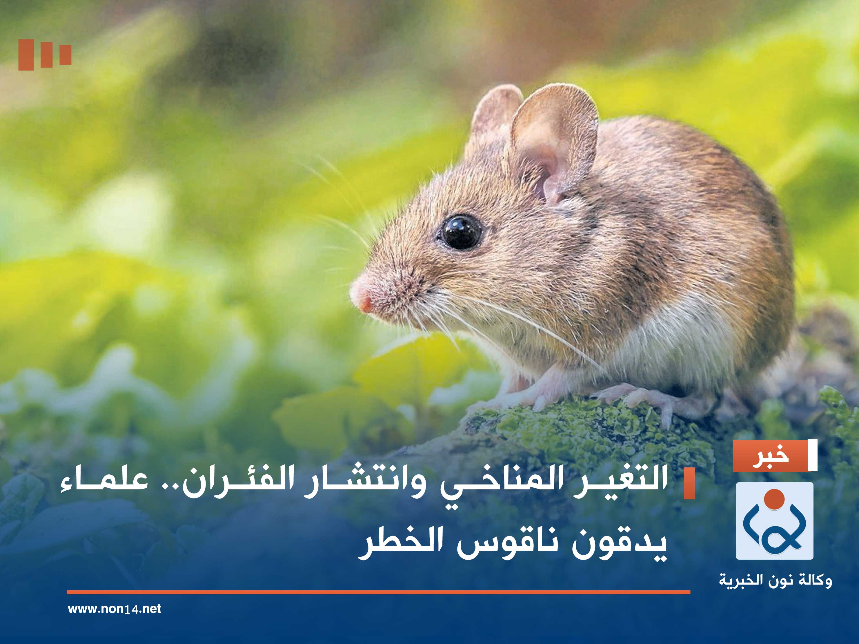 التغير المناخي وانتشار الفئران.. علماء يدقون ناقوس الخطر