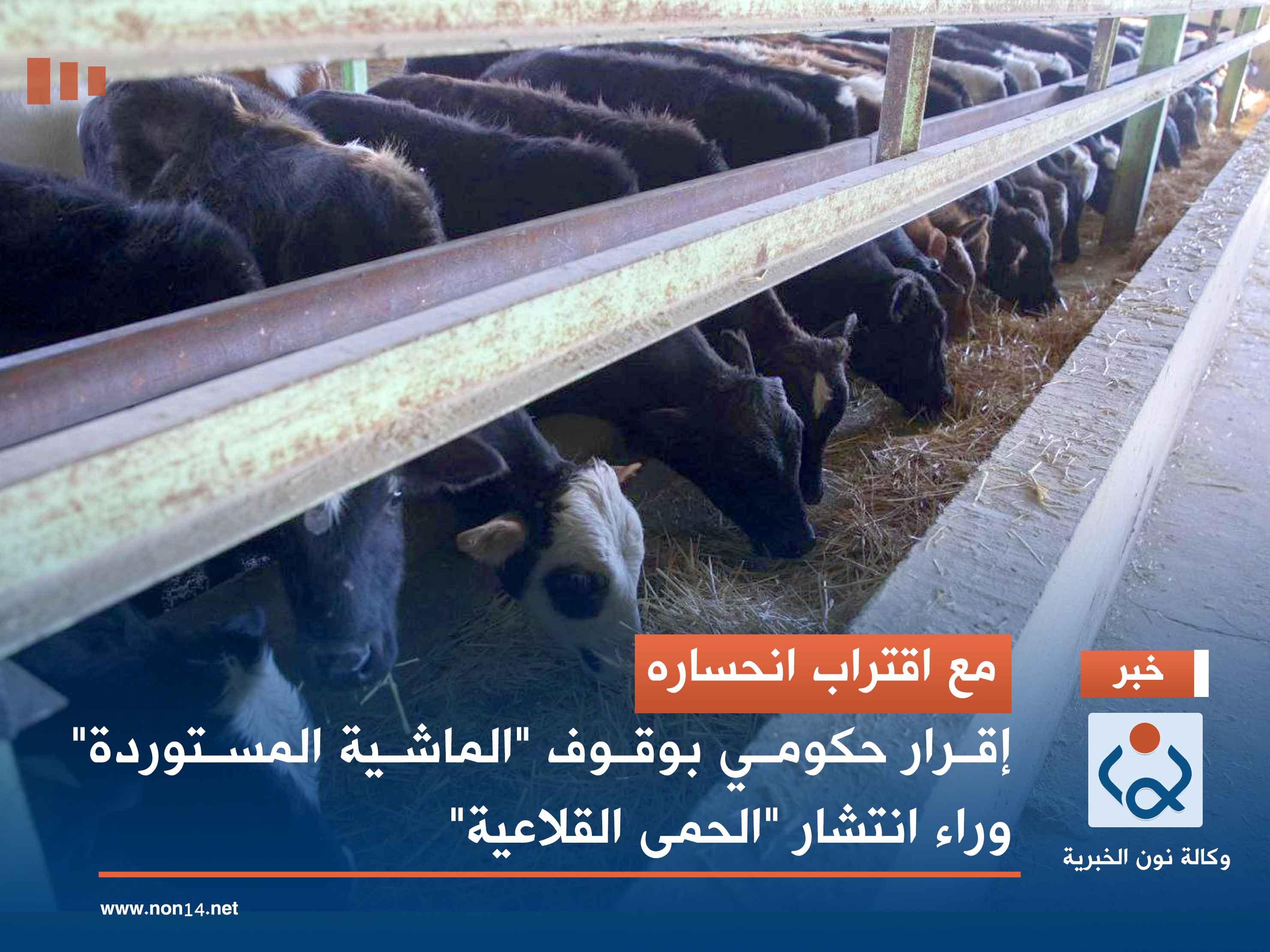 مع اقتراب انحساره.. إقرار حكومي بوقوف "الماشية المستوردة" وراء انتشار "الحمى القلاعية"