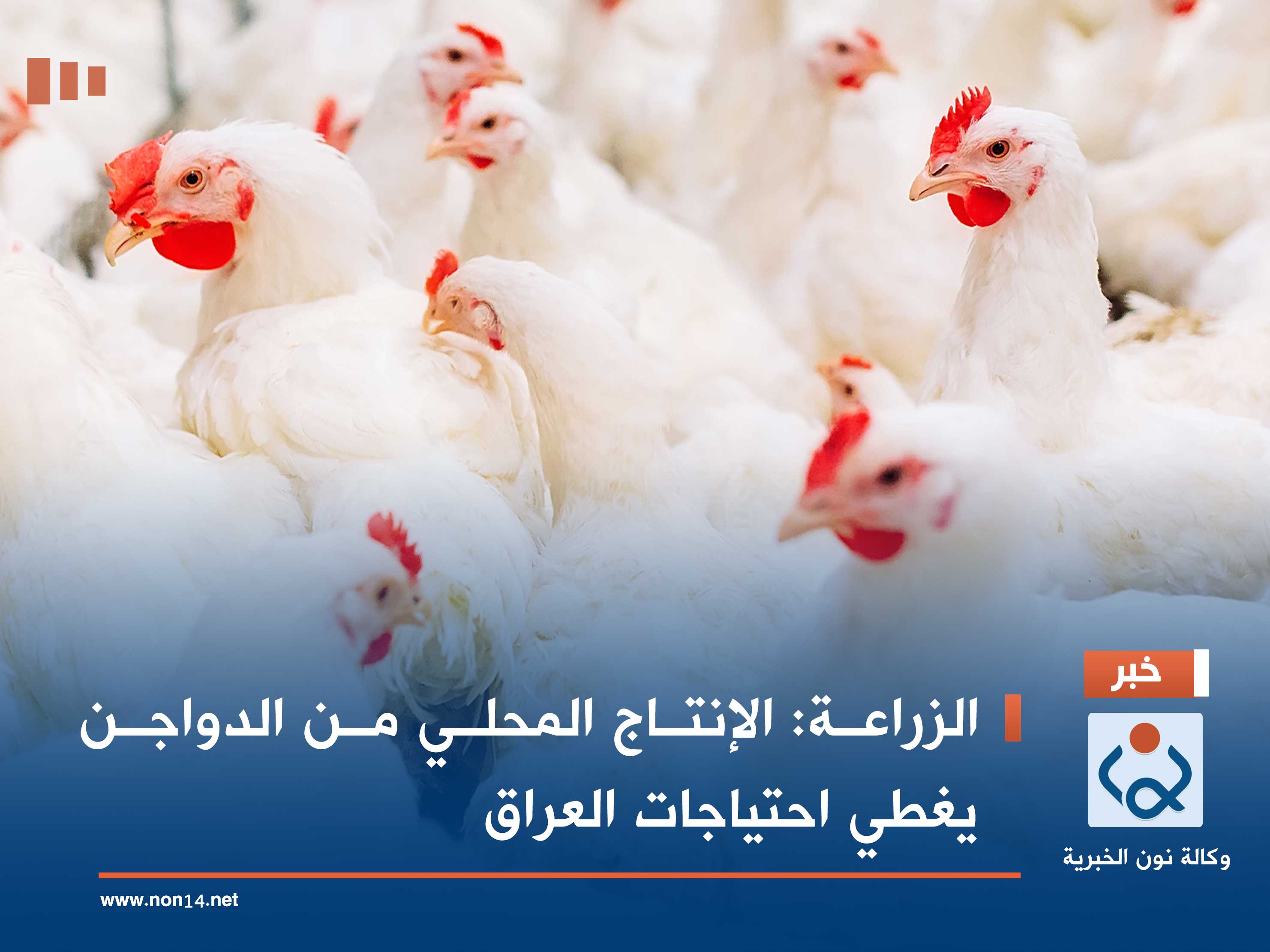 الزراعة: الإنتاج المحلي من الدواجن يغطي احتياجات العراق