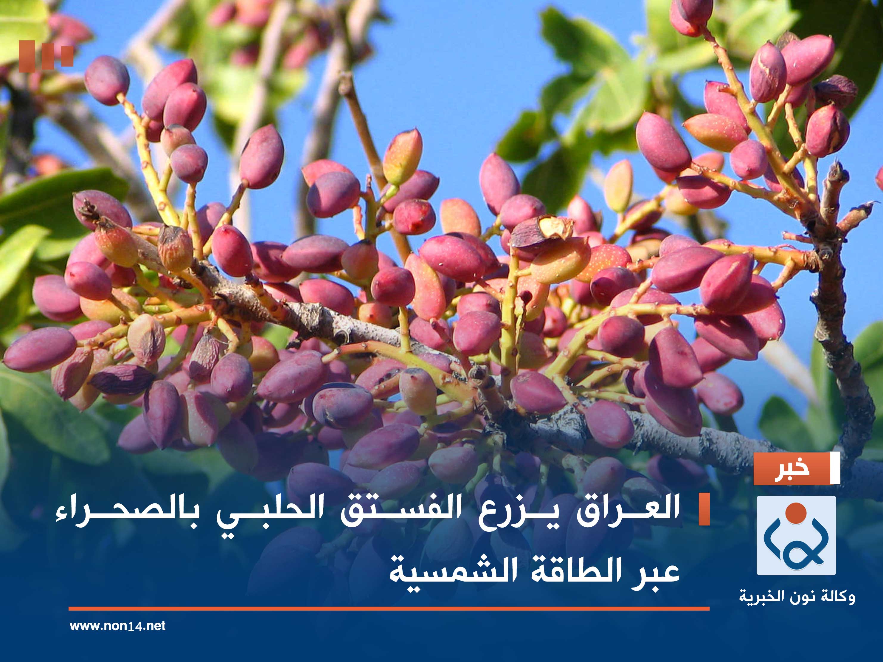 العراق يزرع الفستق الحلبي بالصحراء عبر الطاقة الشمسية