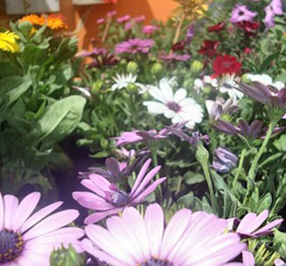 معرض للنباتات والزهور في النجف لمناسبة عيد الربيع