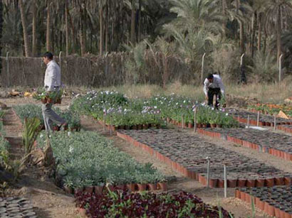 لأول مرة في العراق إنتاج زهرة (الشبو العطري) في كربلاء