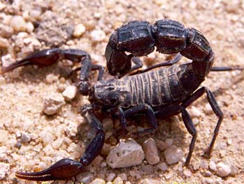 مستشفى الاطفال في كربلاء تسجل حالات وفاة بسبب افتقارها للقاح لسعة العقارب