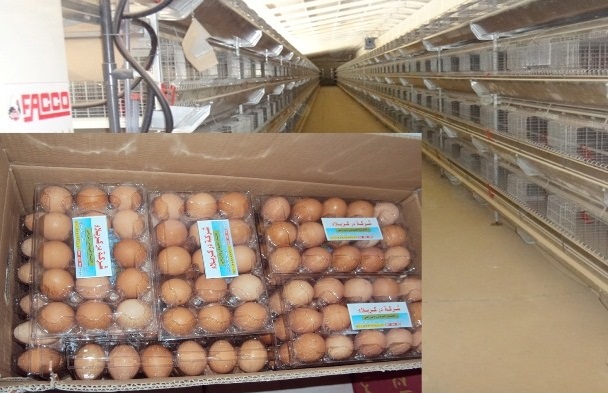 كربلاء تنتج اكثر من 15 مليون بيضة مائدة خلال الشهر الجاري