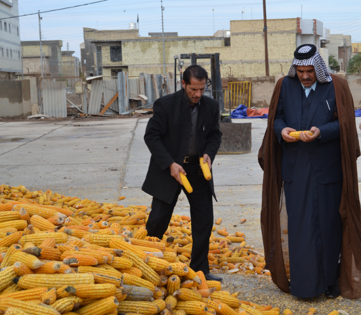 الفلاحون المسوقون لمحصول الذرة الصفراء في كربلاء يطالبون بمستحقاتهم المالية