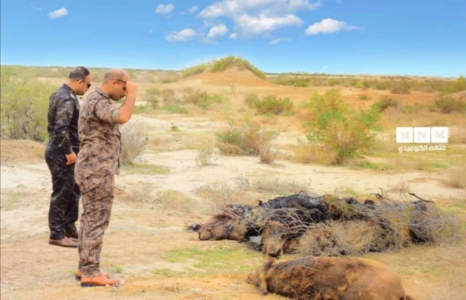 بالصور :قتل 30 حيوان مفترس في كربلاء