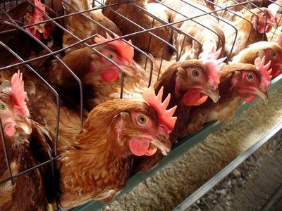 كربلاء:مشاريع بيض المائدة تسد حاجة الأسواق المحلية